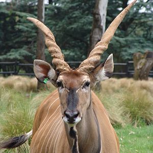 Giant or Lord Derby Eland (Taurotragus derbianus gigas)