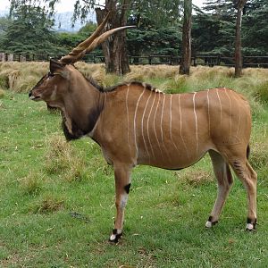 Giant or Lord Derby Eland (Taurotragus derbianus gigas)