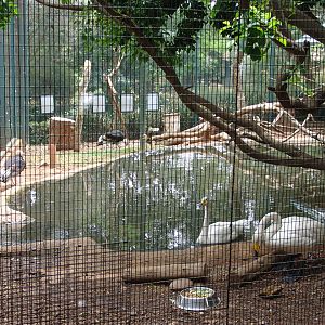 Whooper Swans (Cygnus cygnus) and White-headed Vultures (Trigonoceps occipi