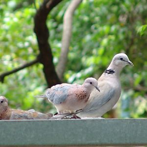 Wild Laughing Doves (Stigmatopelia senegalensis) and a captive Cape Turtle