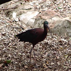 Glossy Ibis (Plegadis falcinellus)