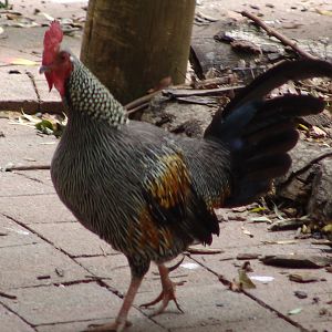 Grey or Sonnerat's Jungle fowl (Gallus sonneratii)