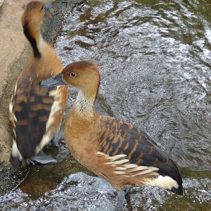 Fulvous Whistling Duck (Dendrocygna bicolor)