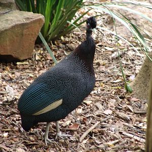 Kenya Crested Guineafowl (Guttera pucherani pucherani)