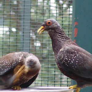 African Olive Pigeons (Columba arquatrix)