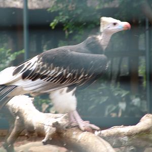White-headed Vulture (Trigonoceps occipitalis)