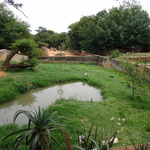 Southern Screamer's (Chauna torquata) enclosure