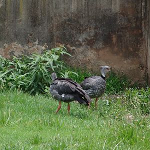 Southern Screamers (Chauna torquata)