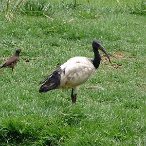 Wild Sacred Ibis (Threskiornis aethiopicus) and an introduced wild Common M
