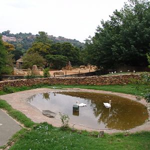Mute Swan's (Cygnus olor) enclosure