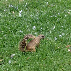 Wild Cape Ground Squirrel (Xerus inauris)