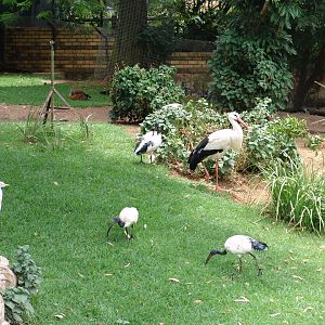 White Stork's (Ciconia ciconia) enclosure