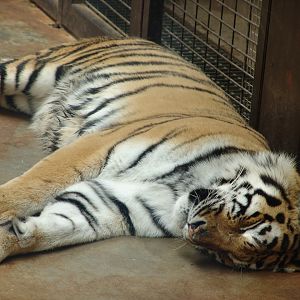 Siberian Tiger (Panthera tigris altaica)
