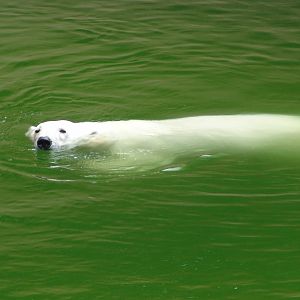 Polar Bear (Ursus maritimus)