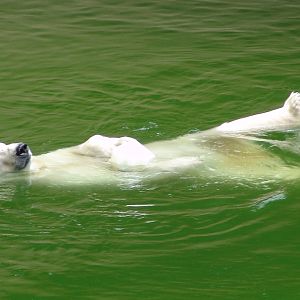 Polar Bear (Ursus maritimus)