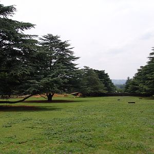 Hartmann's Mountain Zebra's (Equus zebra hartmannae) enclosure