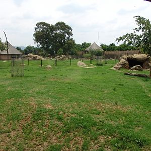 Lion's exhibit