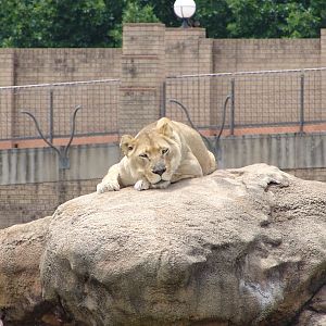 White Lioness (Panthera leo)