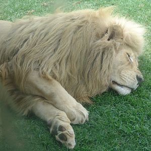White Lion (Panthera leo)