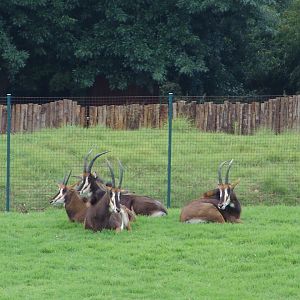 Sable Antelopes (Hippotragus niger)
