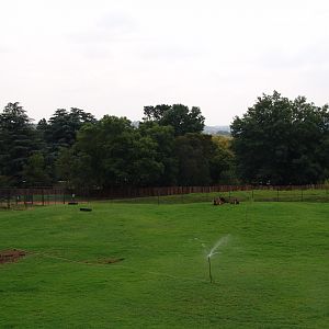 Sable Antelope's (Hippotragus niger) exhibit