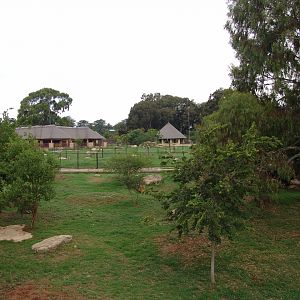 Different antelope's exhibits