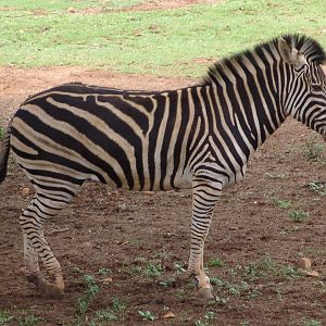 Common or Burchell's Zebra (Equus quagga)