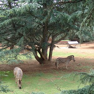 Common or Burchell's Zebra's (Equus quagga) exhibit