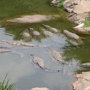 Nile Crocodiles (Crocodylus niloticus)