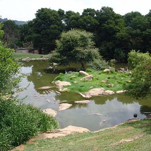 Nile Crocodile's (Crocodylus niloticus) exhibit