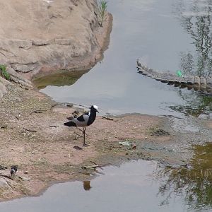 Wild Blacksmith Plover (Vanellus armatus) with chicks at the Nile Crocodile