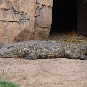 Nile Crocodile (Crocodylus niloticus)