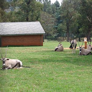 Gemsbok's (Oryx gazella gazella) enclosure