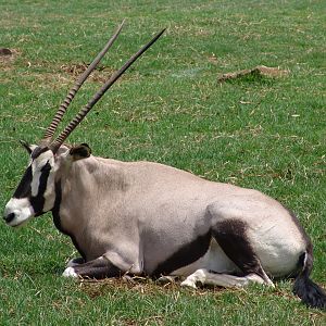 Gemsbok (Oryx gazella gazella)
