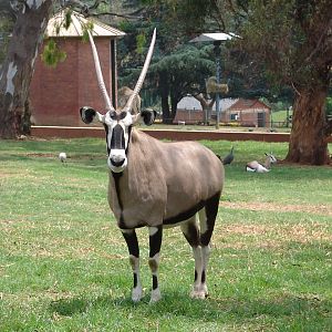 Gemsbok (Oryx gazella gazella)
