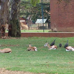 Springboks (Antidorcas marsupialis)