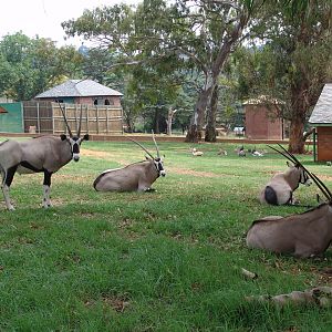 Gemsboks (Oryx gazella gazella) and Springboks (Antidorcas marsupialis)