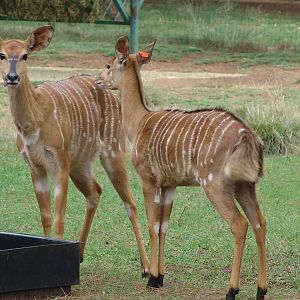 Nyalas (Tragelaphus angasii)