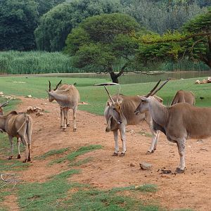 Common Elands (Taurotragus oryx)