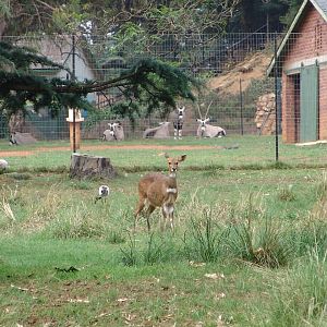Bushbuck or Kéwel (Tragelaphus scriptus)