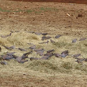 A flock of Laughing Doves (Stigmatopelia senegalensis) and a feral Common M