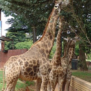 South African Giraffes (Giraffa camelopardalis giraffa)