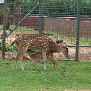 Spotted Deer (Axis axis)