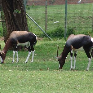 Bontebok (Damaliscus pygargus dorcas)