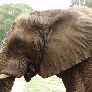 African Elephant (Loxodonta africana)