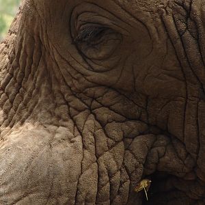 African Elephant (Loxodonta africana)
