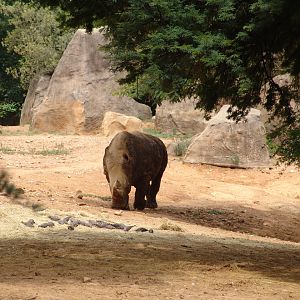 Square-lipped Rhinoceros (Ceratotherium simum)