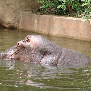 Hippopotamus (Hippopotamus amphibius)