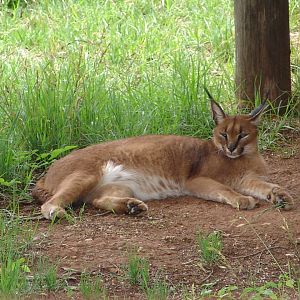 Caracal (Caracal caracal)