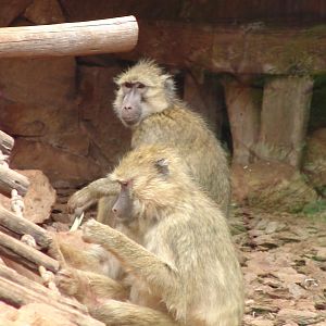 Yellow Baboon (Papio cynocephalus)
